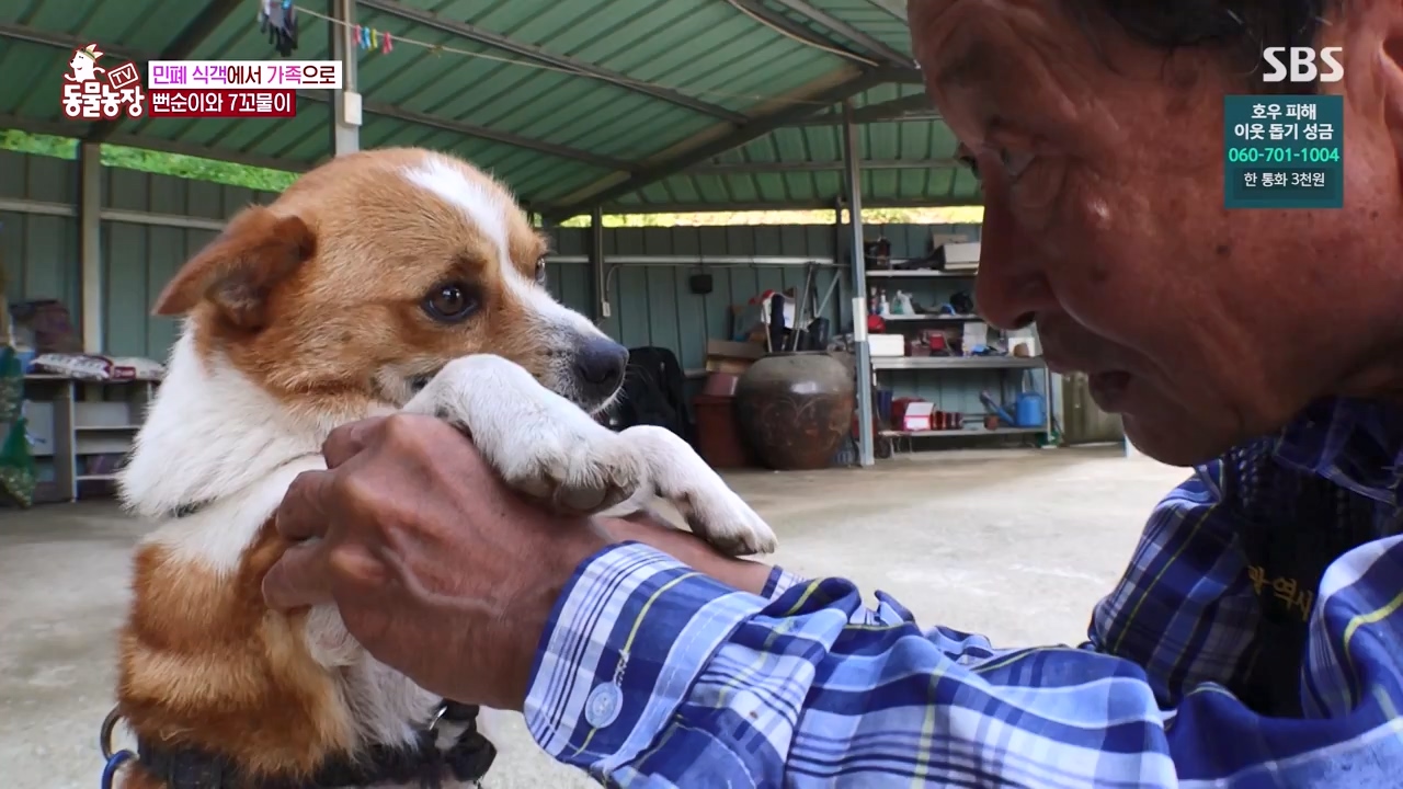 TV 동물농장.E1131.230731p-NEXT.mp4_20230730_190943.761.jpg