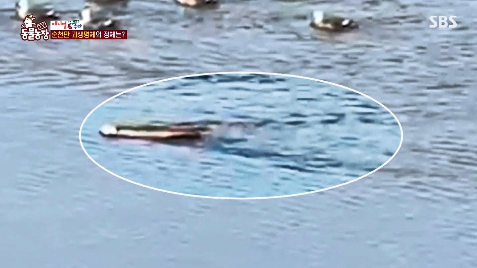 TV 동물농장.E1164.240324p-NEXT.mp4_20240324_170354.277.jpg