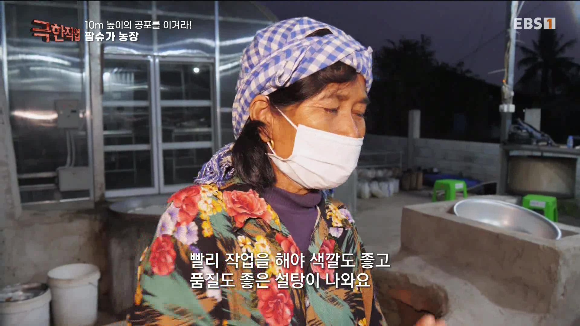 [극한 직업] 캄보디아 팜슈가 농장 230624.mp4_20230701_185223.726.jpg