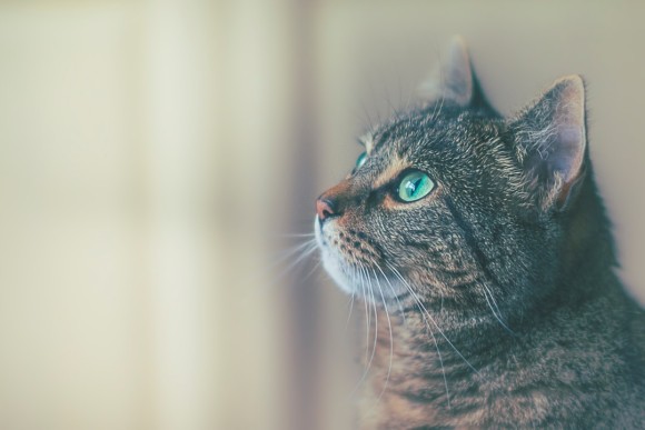 꾸는 꿈 관련 꿈! 해몽 제6탄! 고양이 해몽 고양이에게 물리는 꿈 고양이를 7