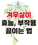 큰개불알풀 효능과 부작용 및 먹는 법