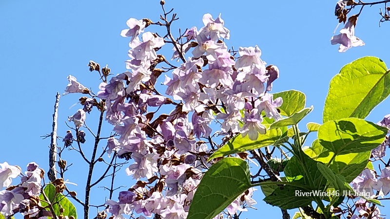 오동나무 꽃