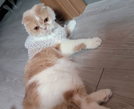  고양이 입양 상식: 알아두면 좋은 팁과 꿀 정보!