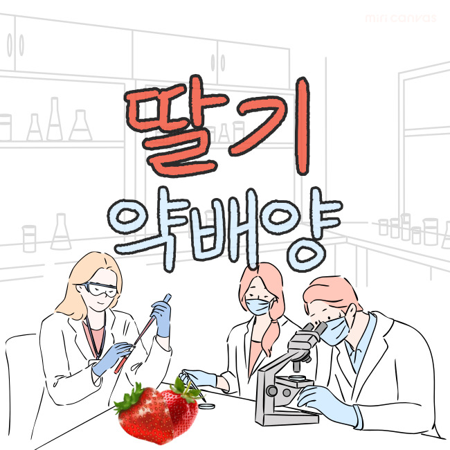  딸기 약배양, 설향 화뢰 세척 과정, MS배지 치상 과정 및 준비물