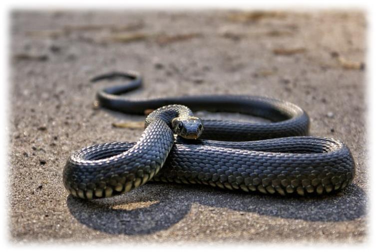여름에 도심에서 뱀이 자주 출몰하는 이유: 신비한 자연 현상 탐구 태백 구렁이 뱀 출몰 이유