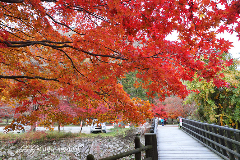 11/5 장산 단풍 절정의 정읍 내장사 28