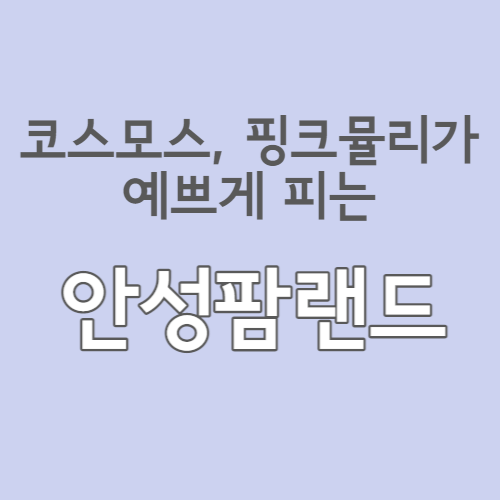  안성팜랜드에는 코스모스와 핑크뮬리가 가득 핍니다.