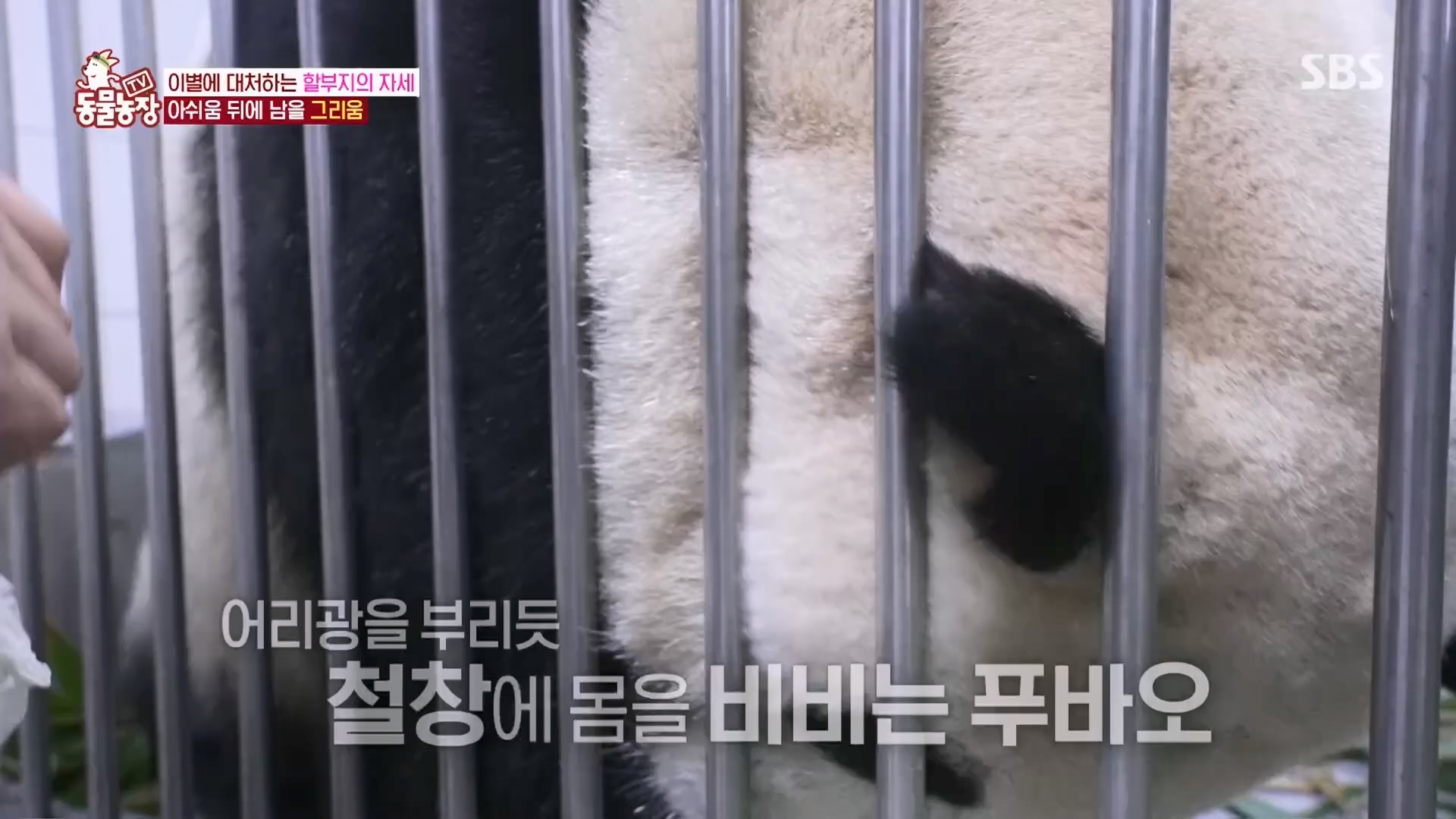 TV 동물농장.E1165.240331p.H264-F1RST.mp4_20240331_144358.348.jpg