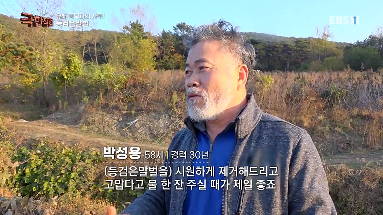 TV - 교육의 중심 EBS유해 동물과의 사투! 등검은말벌, 야생 멧돼지 퇴치.mp4_20221129_195006.257.jpg