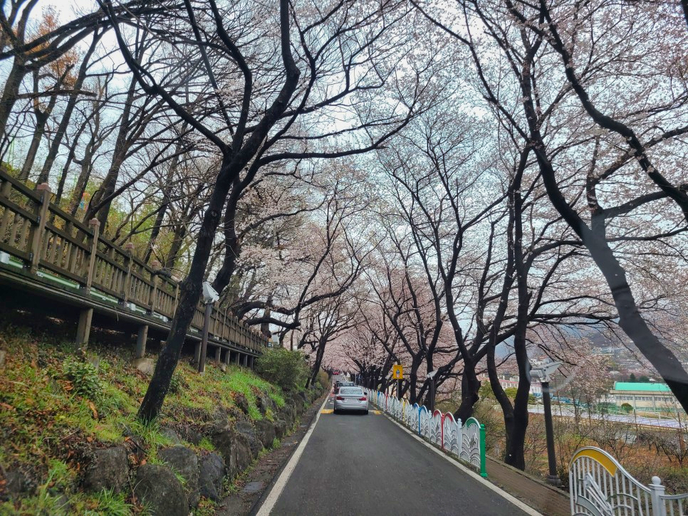 하동십리벚꽃길 벚꽃이 점점 만발하고 있습니다 6