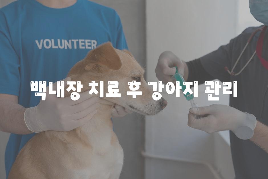 백내장 치료 후 강아지 관리