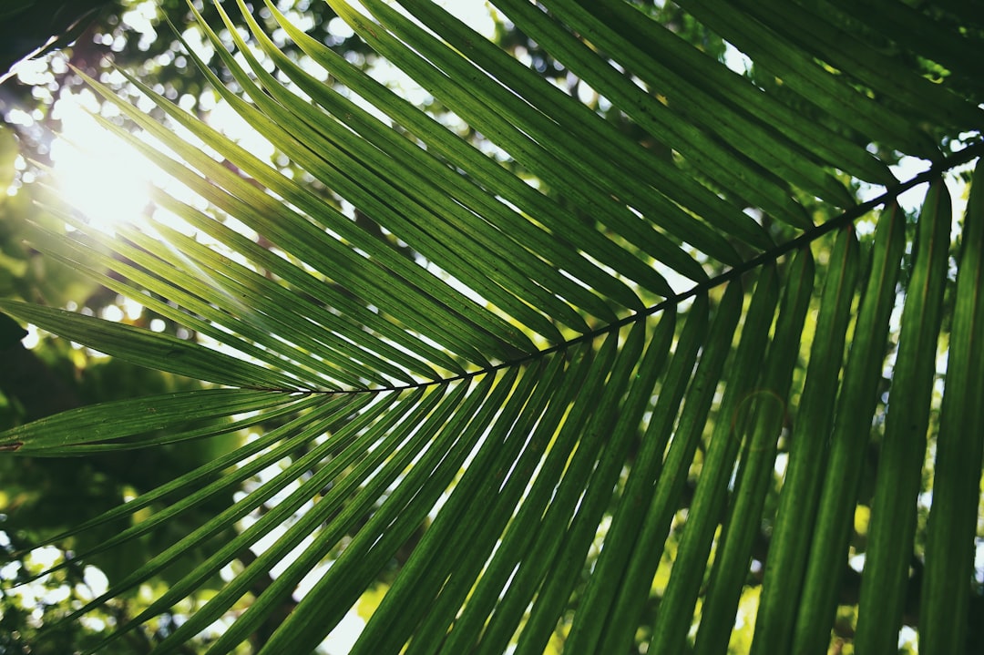 Tropical