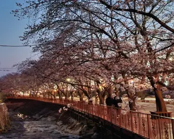 에덴 벚꽃길 벚꽃축제_19