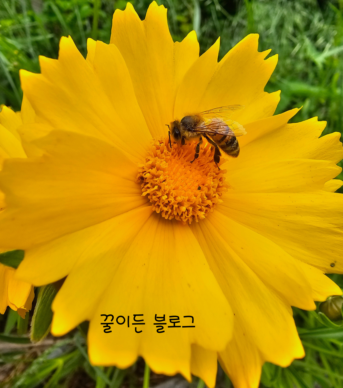 화분을 채취하는 꿀벌