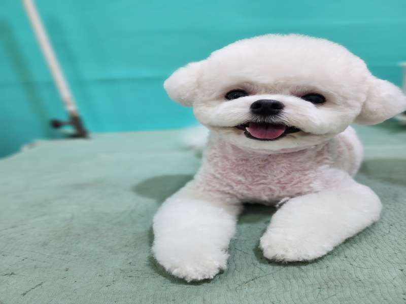 4호선 미아사거리역 애견미용 잘하는 곳 BEST4 | 예약하기 | 비숑 관리 | 푸들 목욕 | 맞춤형 서비스 | 후기 확인 | 총정리 - 1. 꼼지락강아지 소개 - 1.2 고객 후기와 추천 1.2 고객 후기와 추천