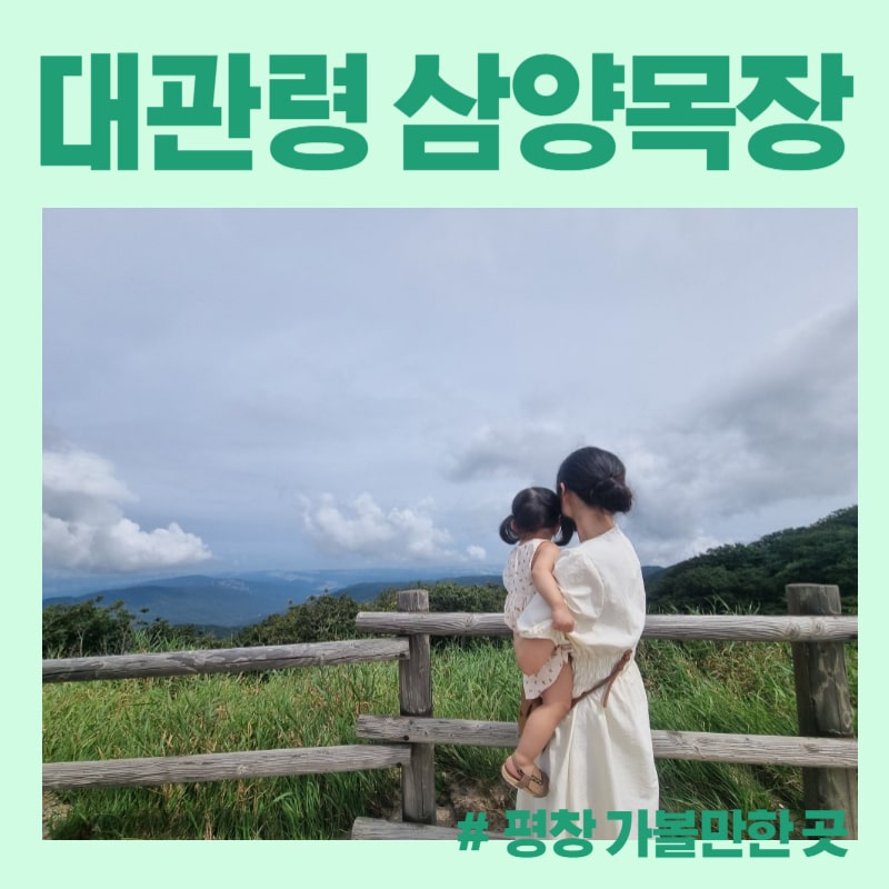  [평창 가볼만한 곳] 19개월 아기와 대관령 삼양 목장 방문 후기 (양몰이, 관람코스 추천)