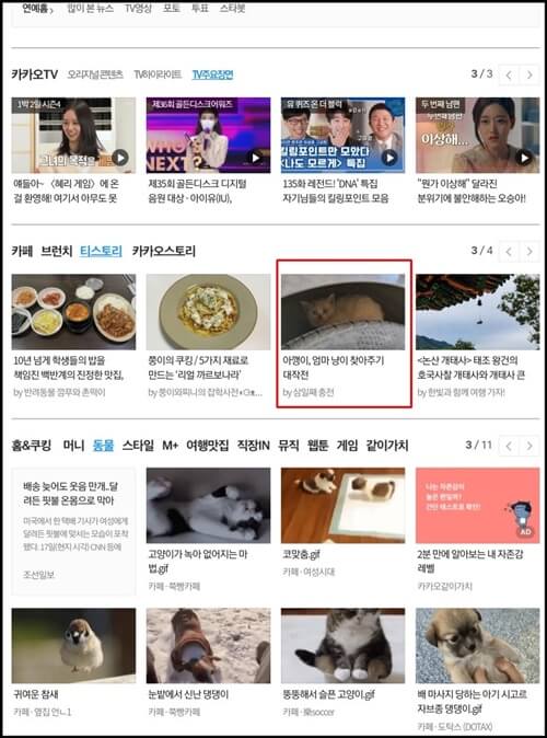  다음 메인에 오른 '길냥이 엄마 찾아주기 편'