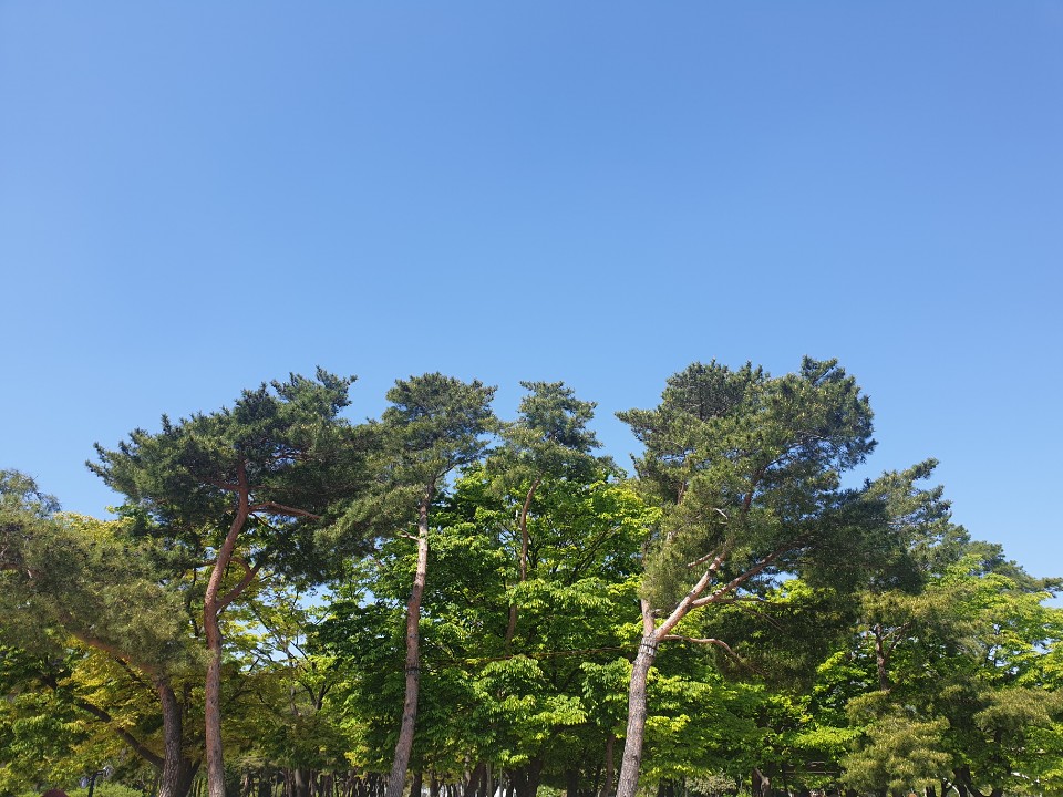  가상화폐 (비트코인,이더리움, 리플..etc) 얼마나 더 오를까?