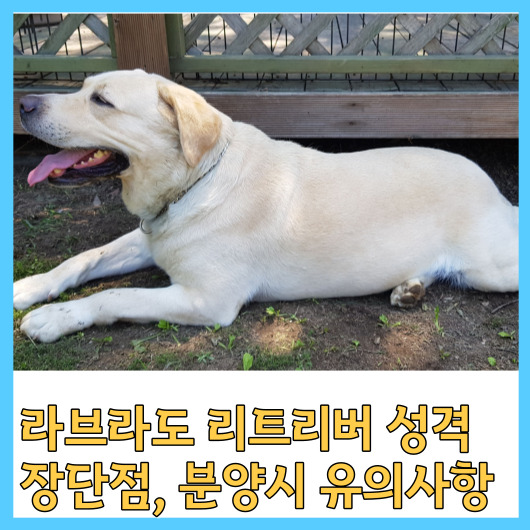 라브라도 리트리버 성격, 장단점, 분양시 유의사항