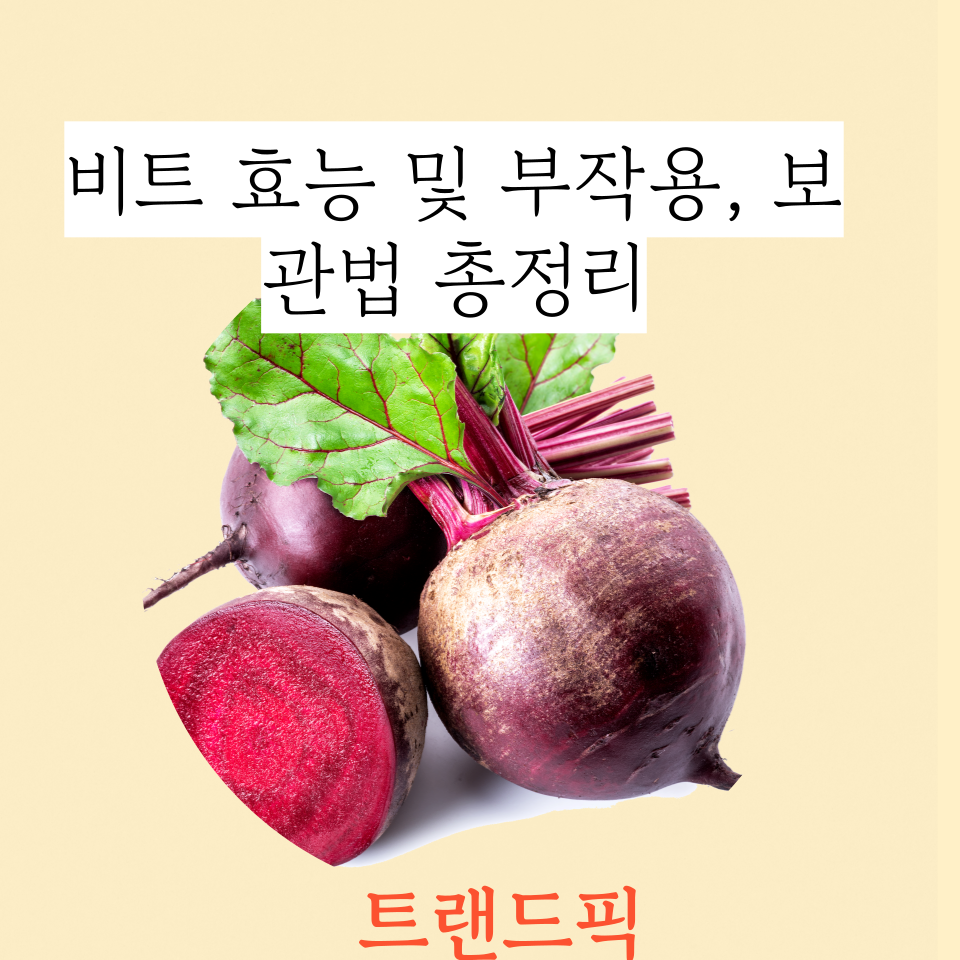 ❤️ 비트 효능 및 부작용, 제철과 보관법까지 총정리
