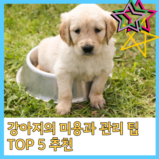  강아지의 미용과 관리 팁 TOP 5 추천