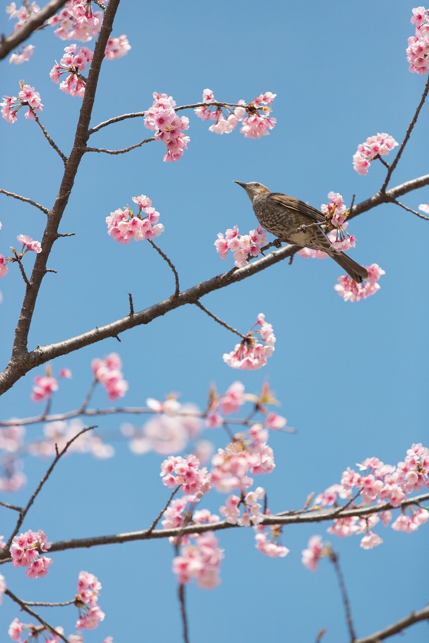벚꽃 개화시기