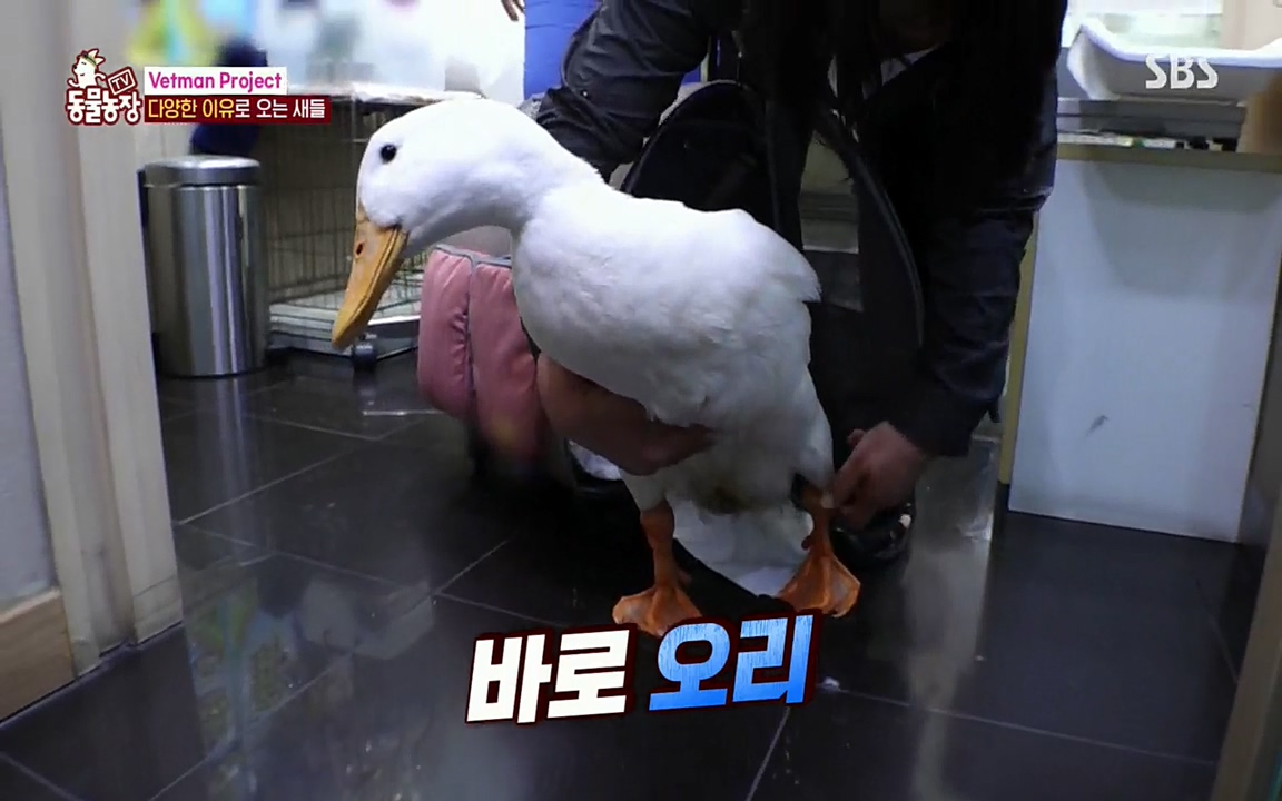 TV 동물농장.E1076.220704p.H264-F1RST.mp4_20220703_175603.167.jpg