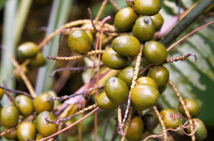 쏘팔메토 열매