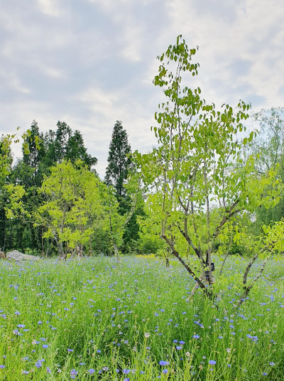 일월수목원-들-꽃