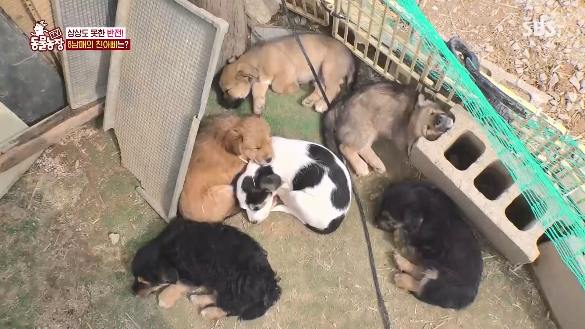 TV 동물농장.E1119.230507p.H264-F1RST.mp4_20230507_135906.600.jpg