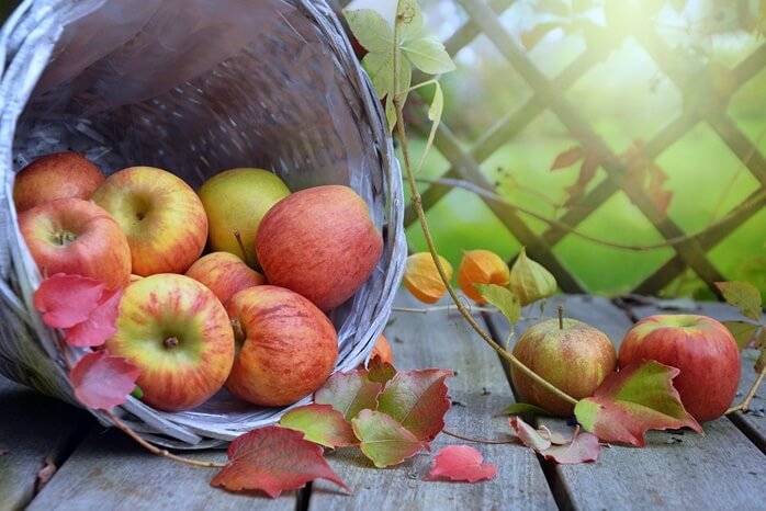 광주리가 엎어져있고 사과들이 쏟아져있는 모습