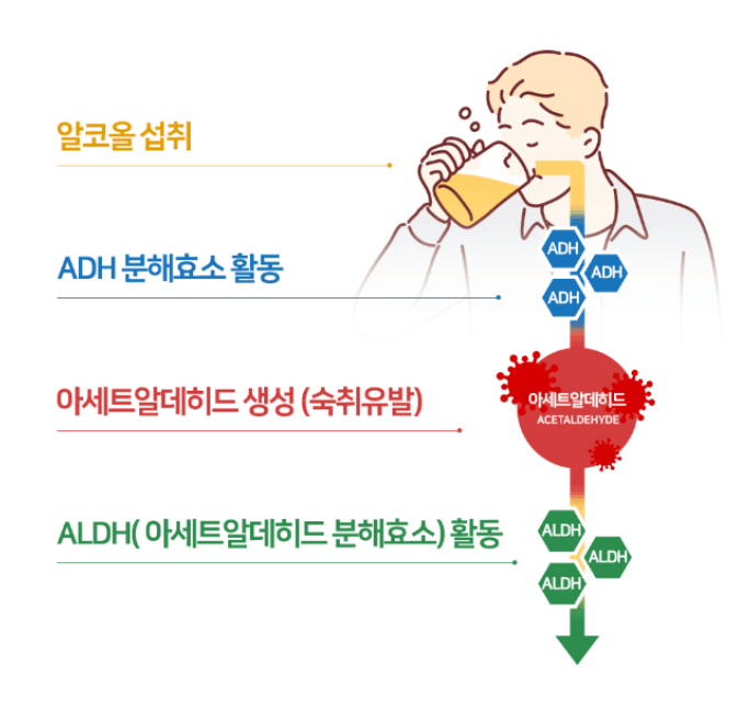 숙취해소제 순위 히말라야 효과 추천