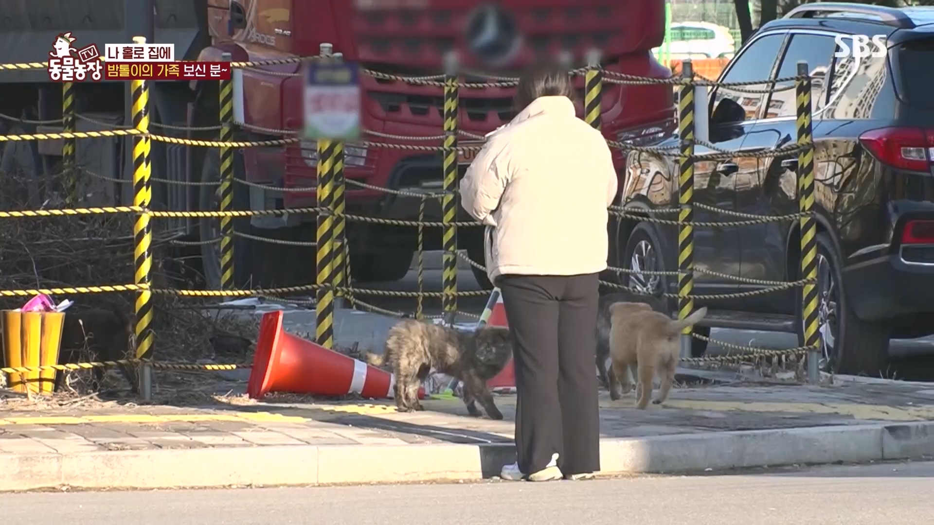 TV 동물농장.E1160.240225p.H264-F1RST.mp4_20240225_165119.897.jpg