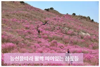 비슬산 참꽃축제 등산코스 맛집_8