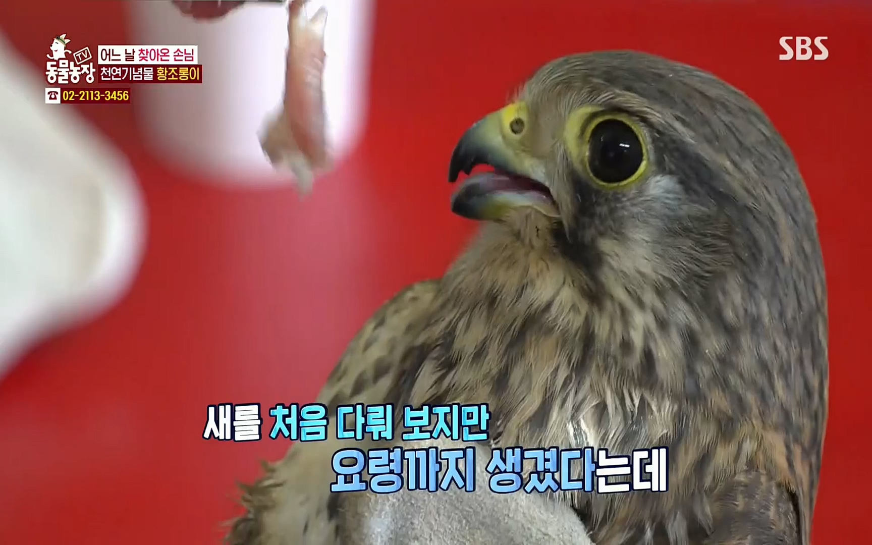 TV 동물농장.E1061.220320p.H264-F1RST.mp4_20220320_183559.121.jpg