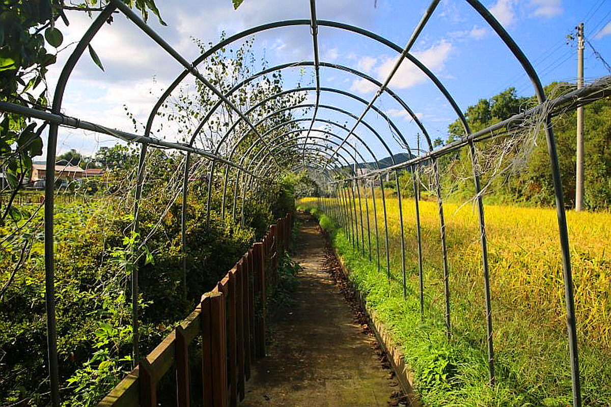 한국 여행지 추천! 음성 대실마을 계절마다 색다른 운치