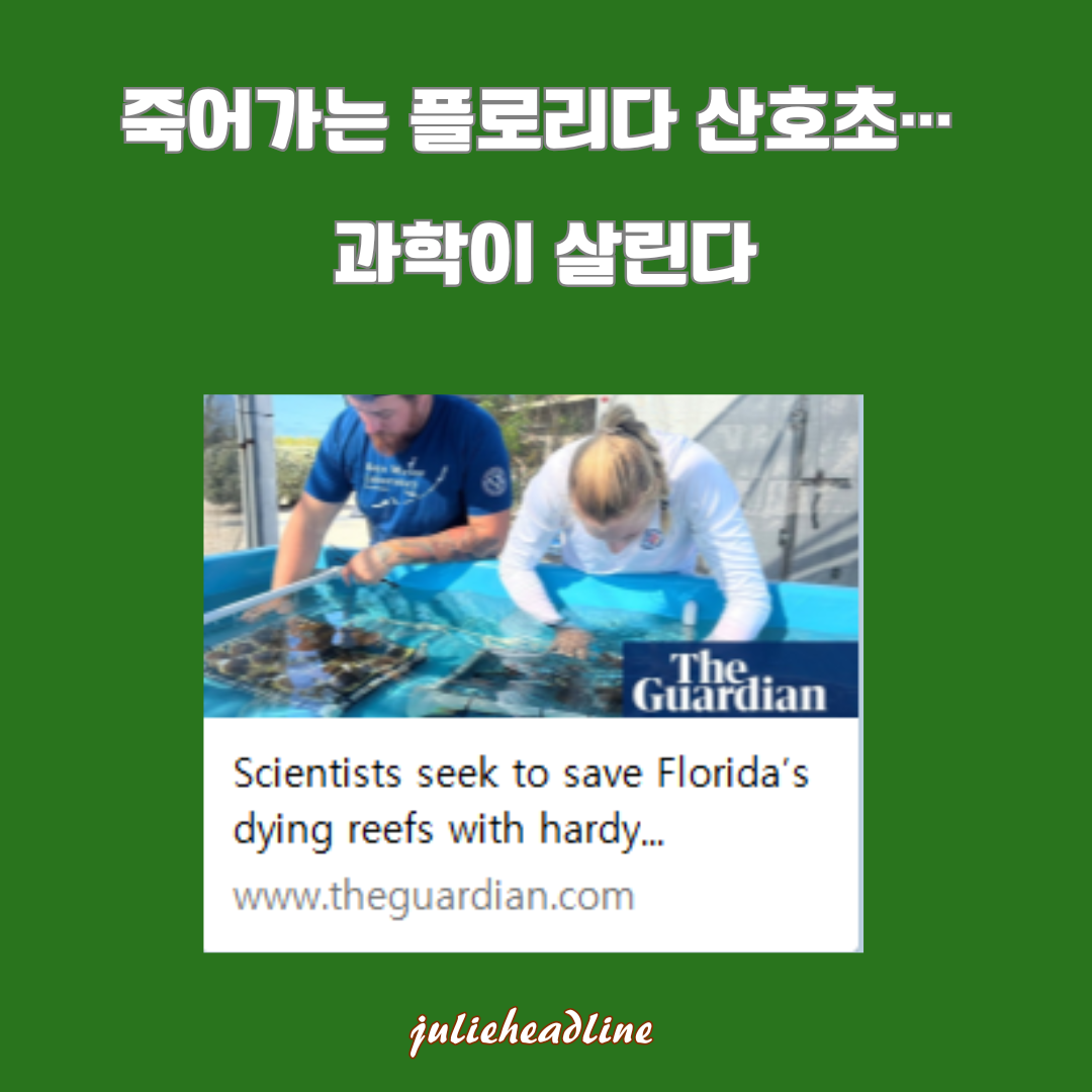 기후변화로 90% 소실된 플로리다 산호초, 엘크혼 산호 복원으로 희망 찾는다