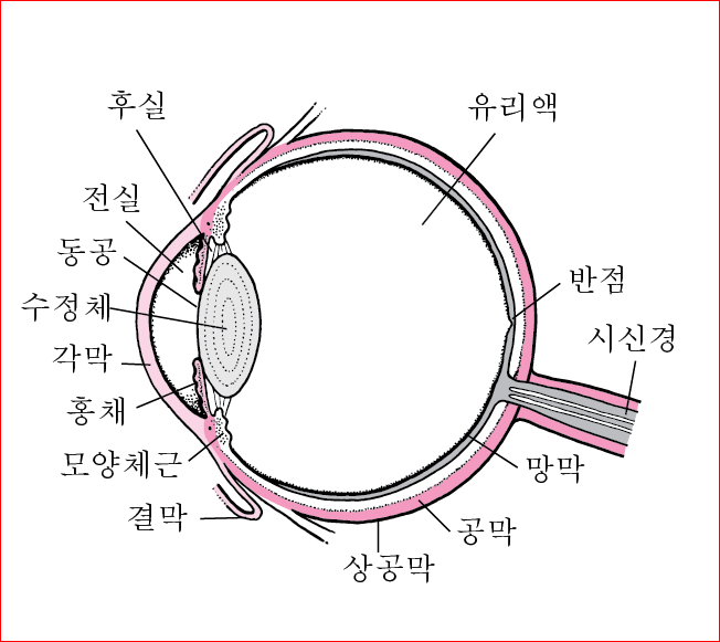 출처; MSD매뉴얼, 눈의 내부 모습