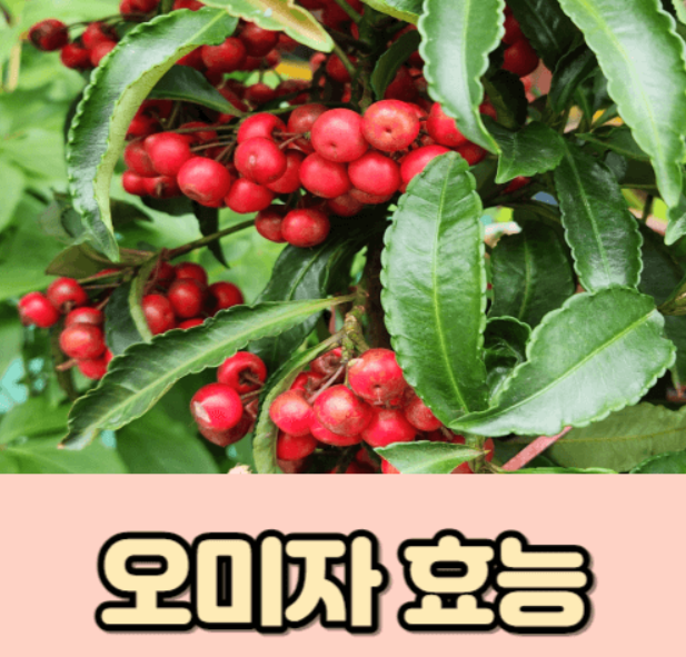 오미자 효능 부작용