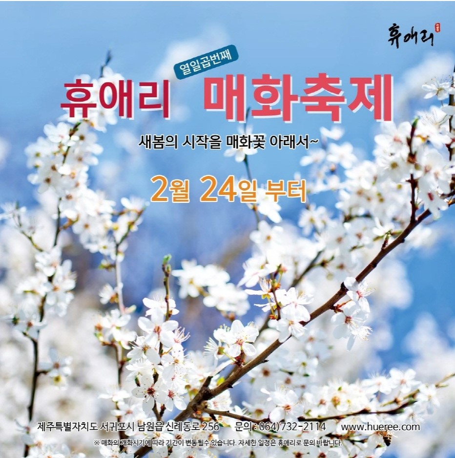 휴애리매화축제