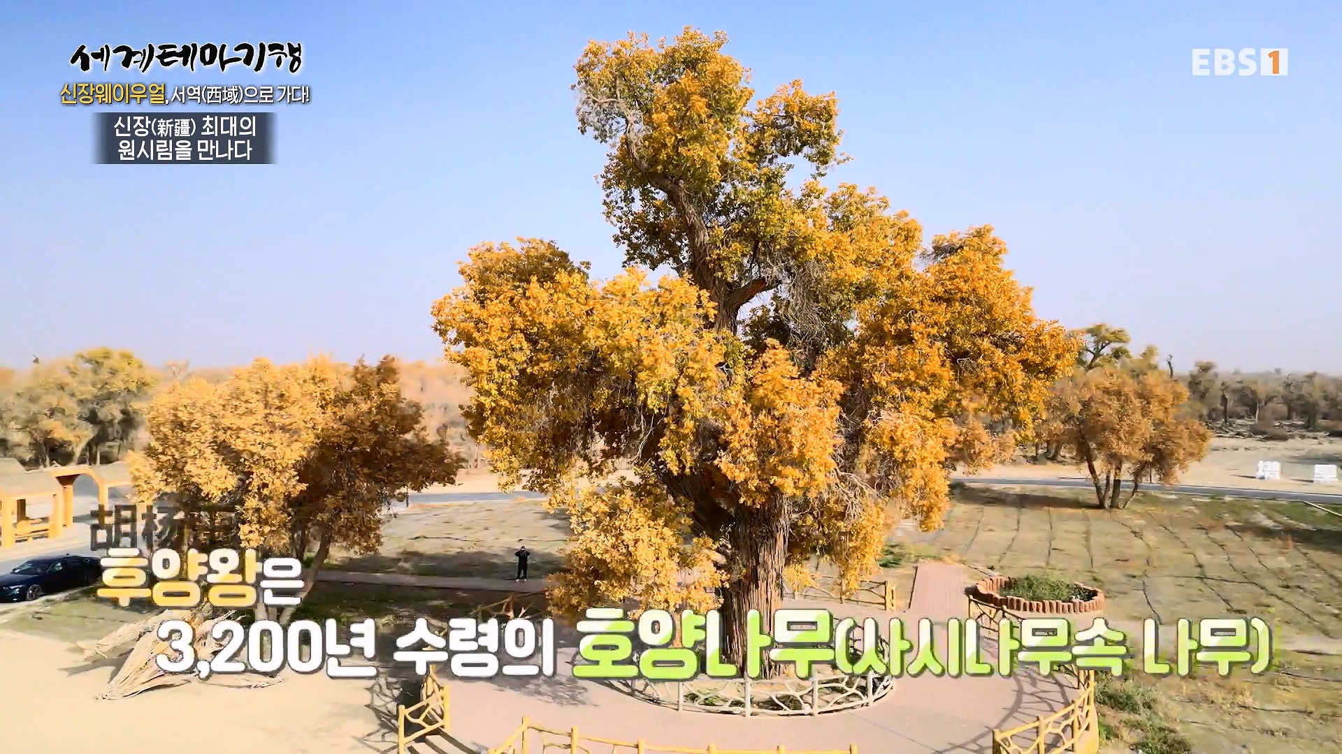 세계테마기행 240103 신장웨이우얼, 서역(西域)으로 가다! -가자! 타클라마칸으로0p.mp4_20240710_203150.599.jpg