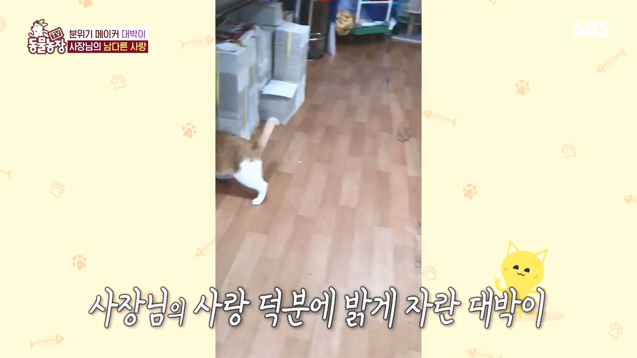 TV 동물농장.E1141.231016p-NEXT.mp4_20231015_174200.548.jpg