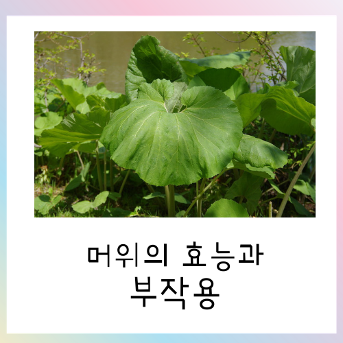  머위 효능과 부작용에 관해서
