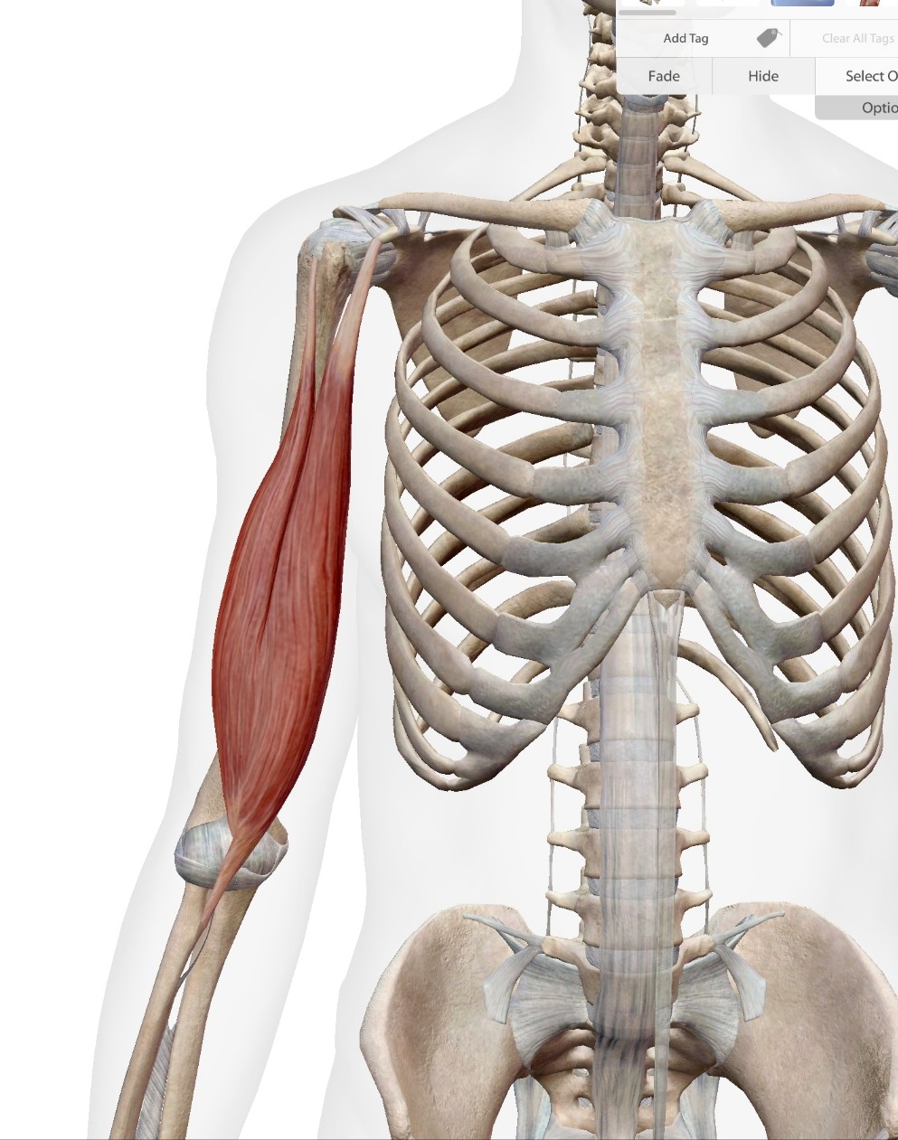  Biceps Brachii 상완이두근(위팔두갈래근)과 손목, 어깨, 팔꿈치의 통합적 이해