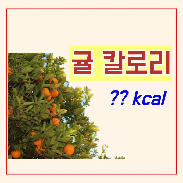  귤 칼로리는?