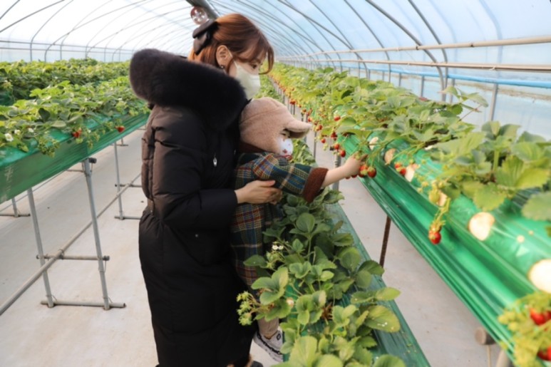 정현딸기농장, 36