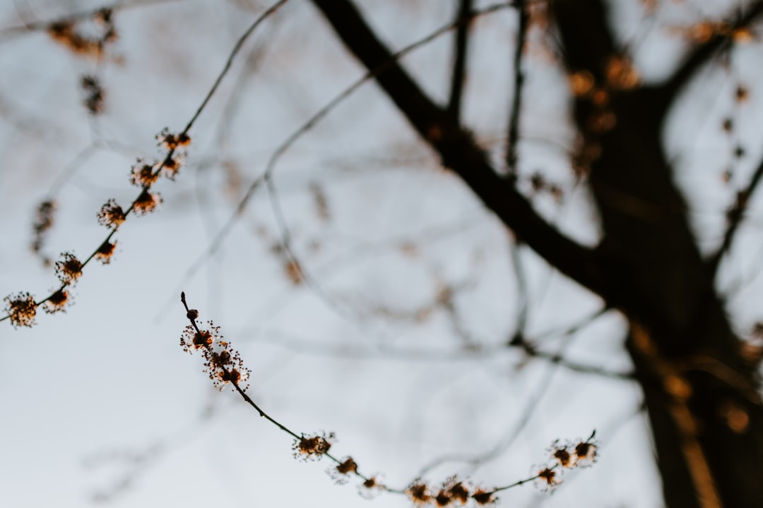 Maehwa (plum blossom)