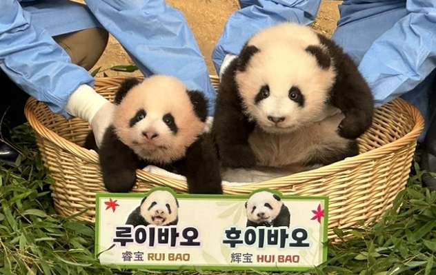 루이바오 후이바오