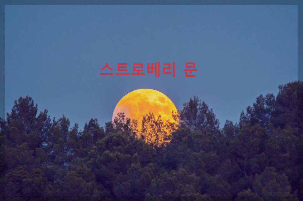  스트로베리 문 : 1년에 딱 한번만 볼수 있는 붉은색 보름달