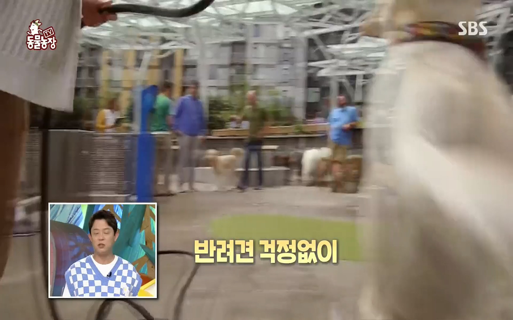 TV 동물농장.E1073.220612p.H264-F1RST.mp4_20220612_181333.588.jpg